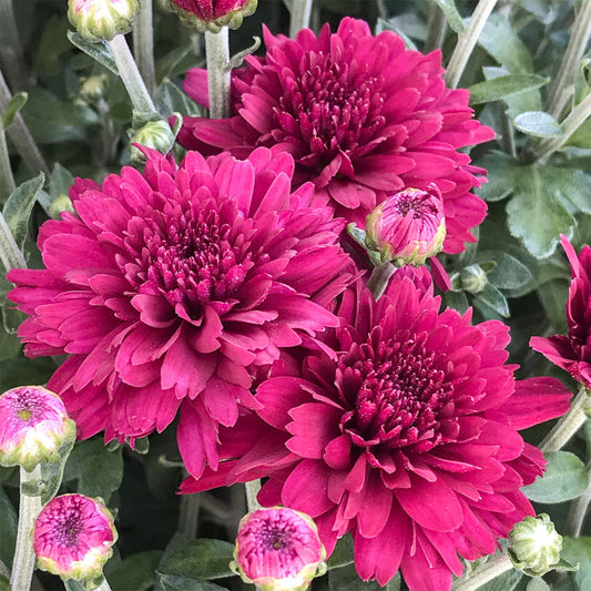 Garden Mum | Arlette Purple - Small Patio Container