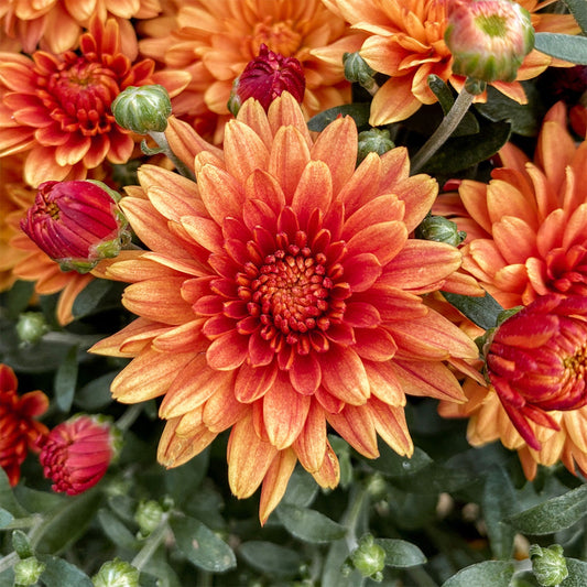 Garden Mum | Orange | Late September Blooming - Large Hanging Basket