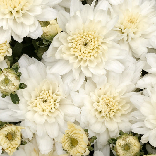Garden Mum | White | Late September Blooming - Large Hanging Basket