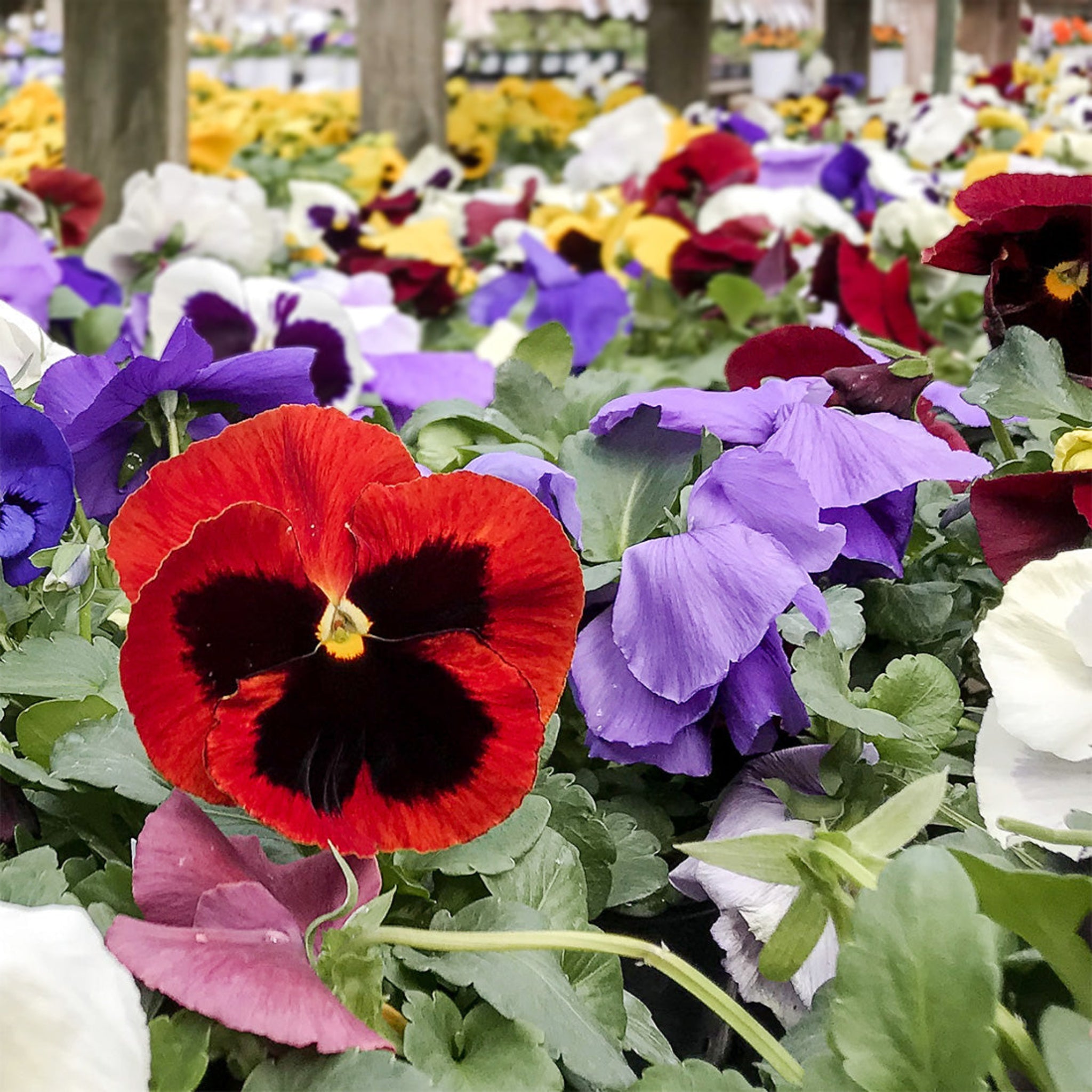 Colorful pansies in a garden setting with blurred background