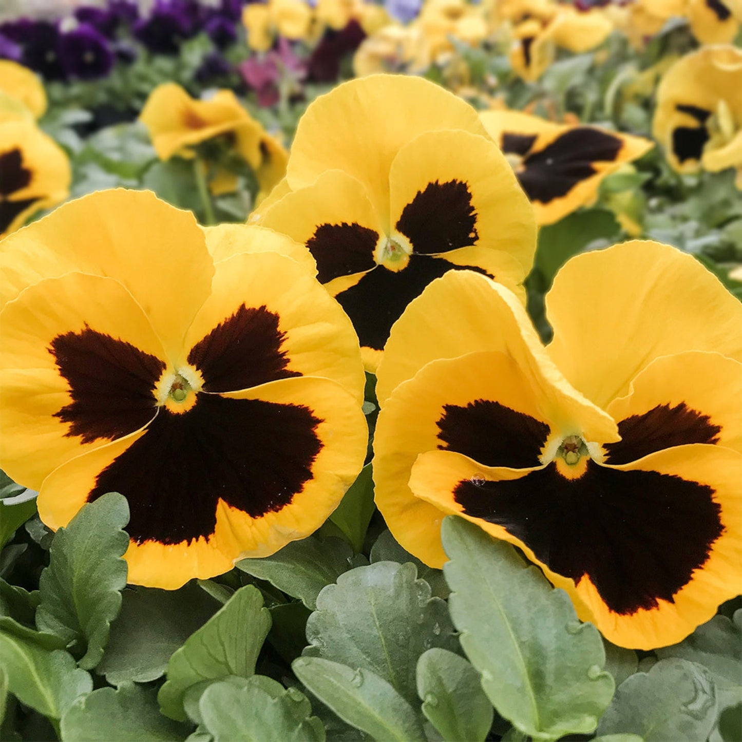 Pansy | Colossus - 3 Quart