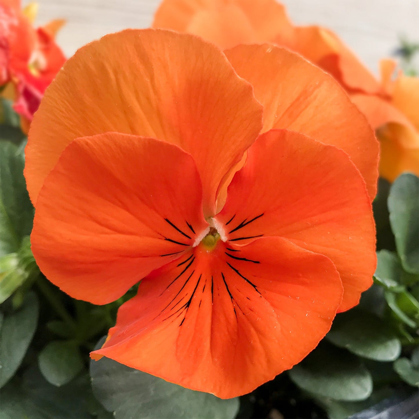 Pansy | Panola - 3 Quart
