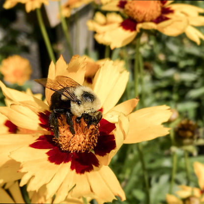 Coreopsis | Coreopsis