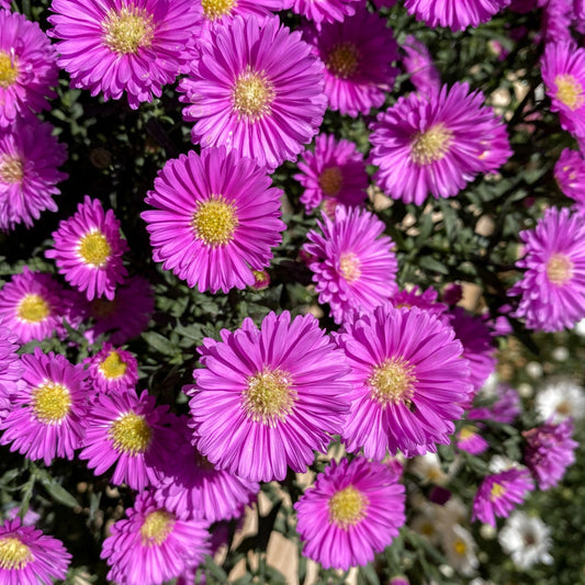 Aster | Magic Pink - 1 Quart