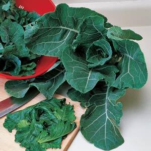 Collards | Georgia - 4 Pack