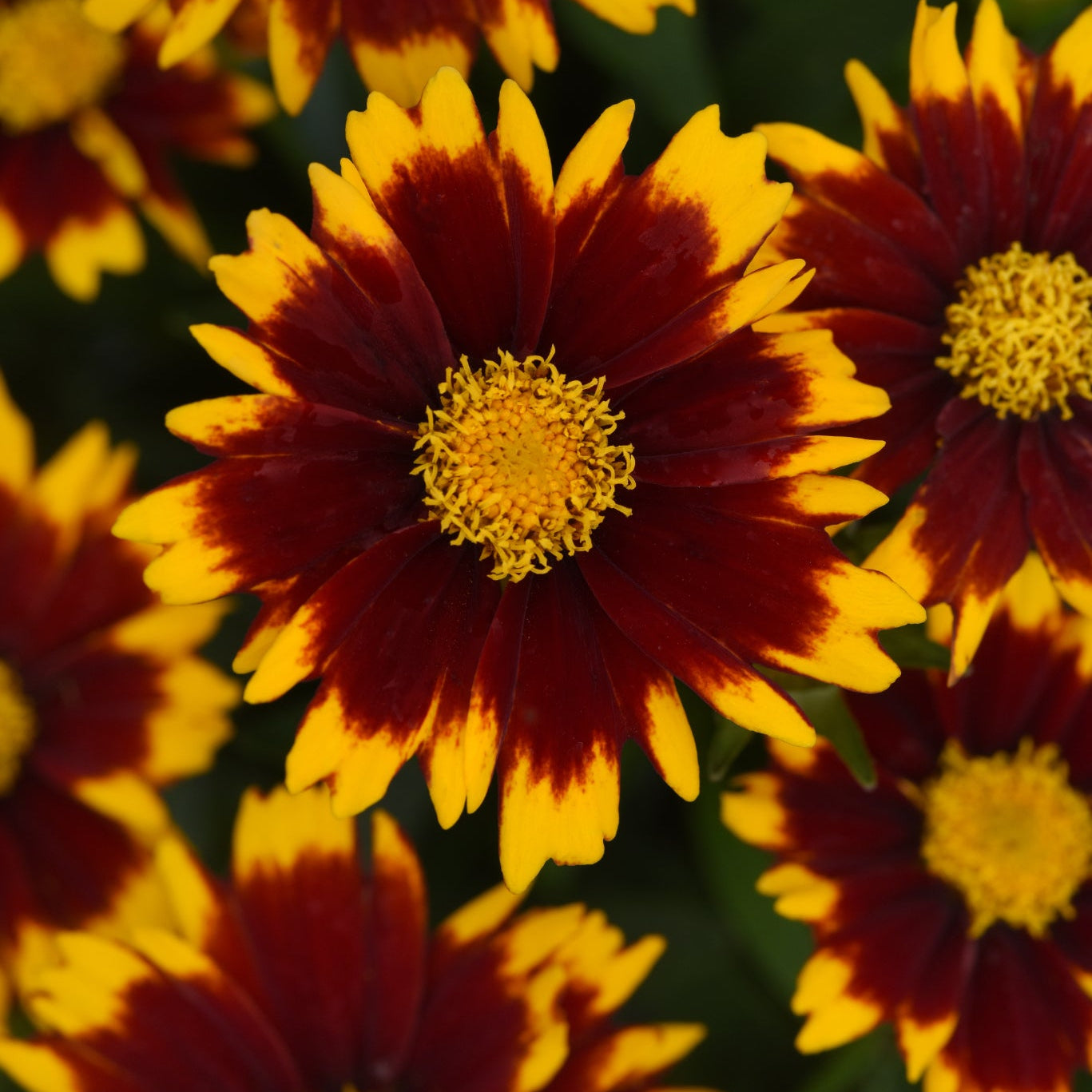 Coreposis | UpTick Red- 1 Quart