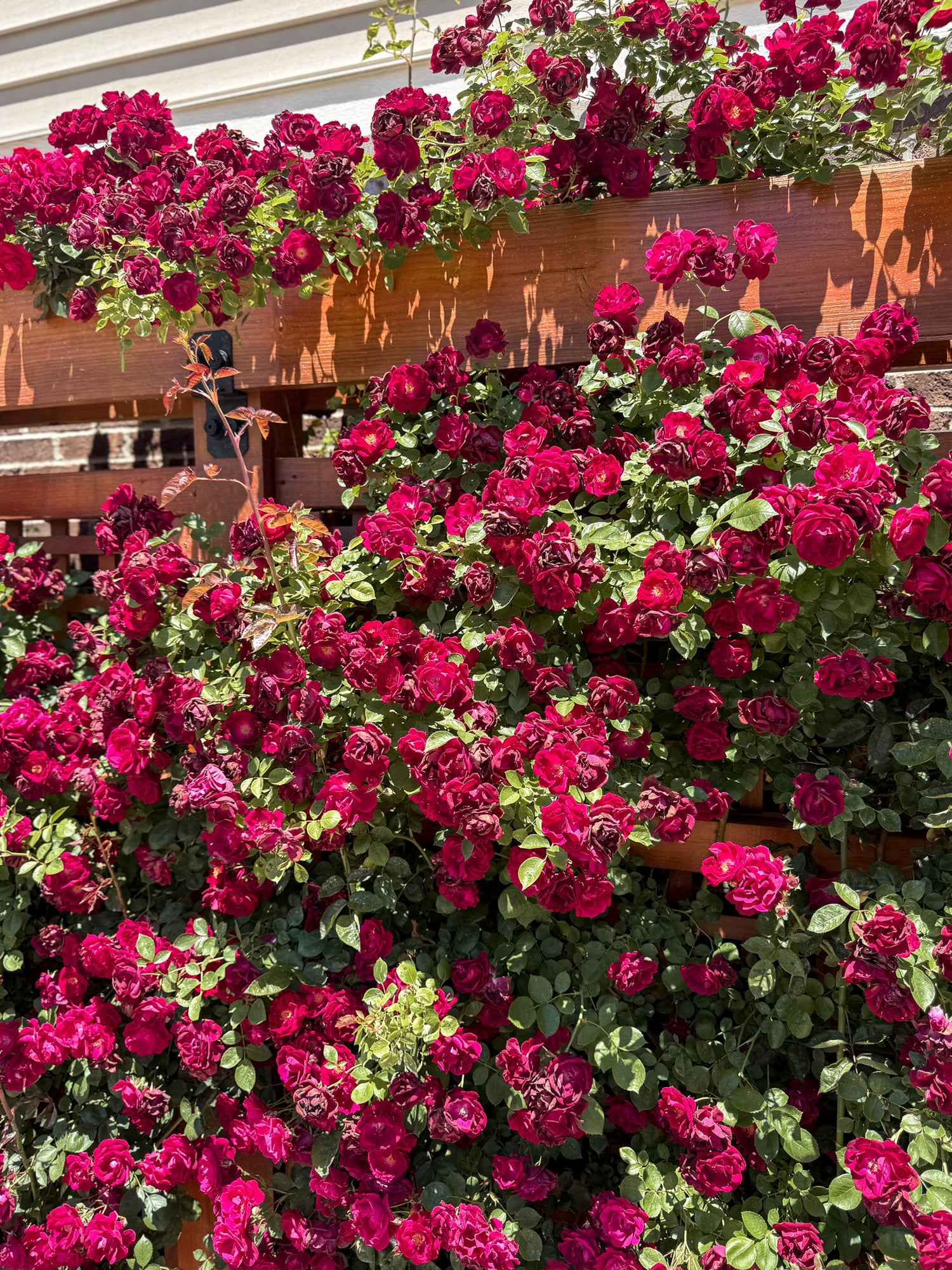 Bouquet of red and pink flowers with green leaves against a wooden background