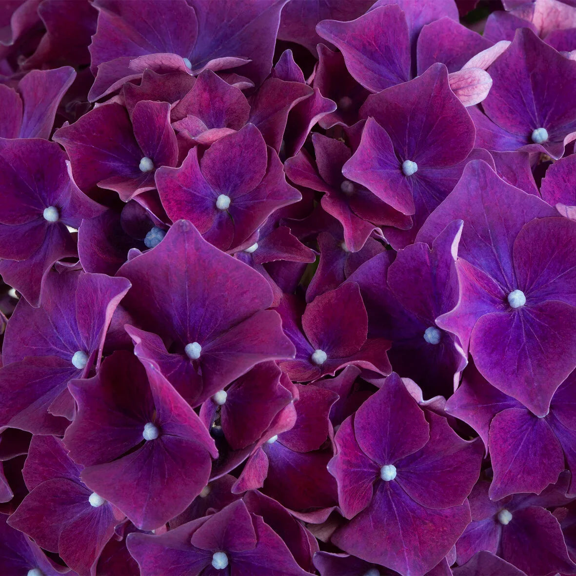 Hydrangea | Hi Fire Bigleaf Hydrangea - 2 Gallon