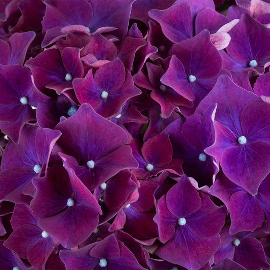 Hydrangea | Hi Fire Bigleaf Hydrangea - 2 Gallon