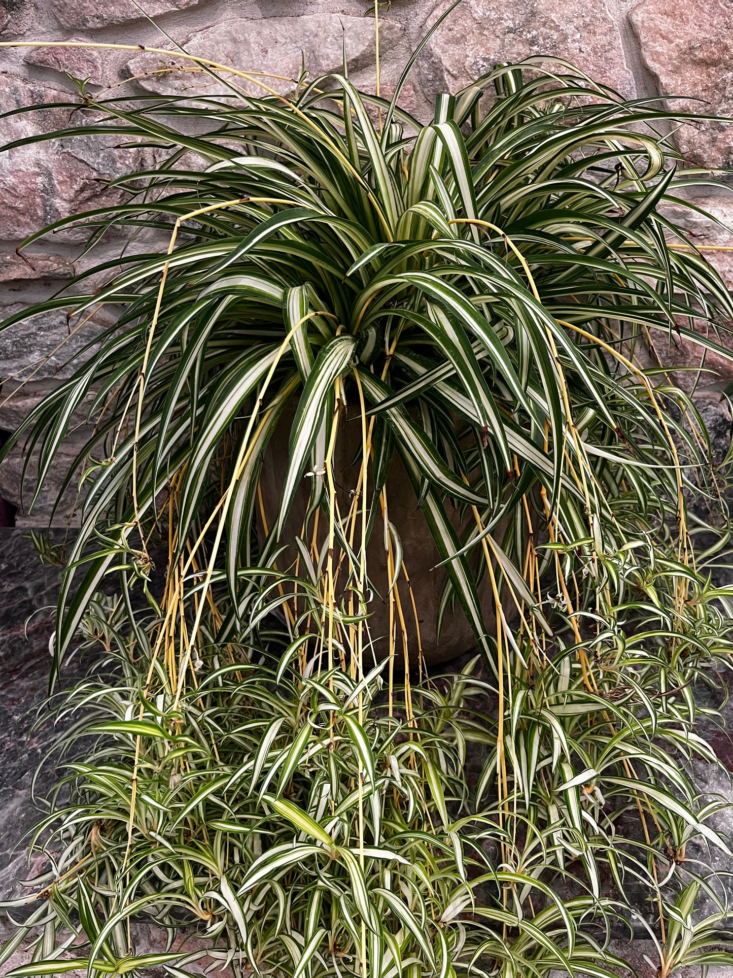 Chlorophytum | Spider Plant