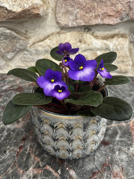 Saintpaulia | African Violet