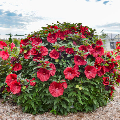 Hibiscus | Blackberry Merlot Hibiscus - 3 Gallon