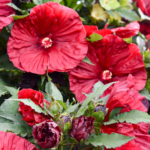 Hibiscus | Blackberry Merlot Hibiscus - 3 Gallon