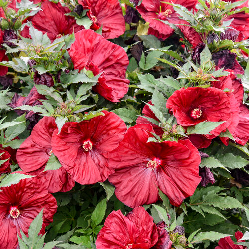 Hibiscus | Blackberry Merlot Hibiscus - 3 Gallon