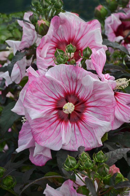 Hibiscus | Cherry Choco Latte Hibiscus - 3 Gallon