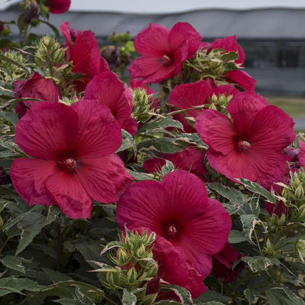 Hibiscus | Summer Carnival Hibiscus - 3 Gallon