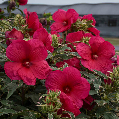 Hibiscus | Summer Carnival Hibiscus - 3 Gallon