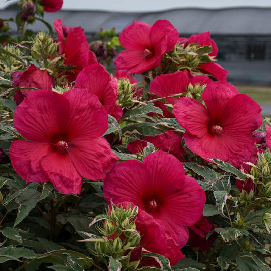 Hibiscus | Summer Carnival Hibiscus - 3 Gallon