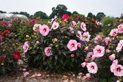 Hibiscus | Cherry Choco Latte Hibiscus - 3 Gallon