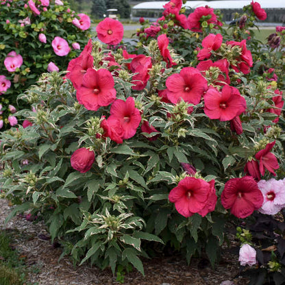 Hibiscus | Summer Carnival Hibiscus - 3 Gallon