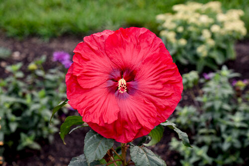 Hibiscus | Valentine's Crush Hibiscus - 3 Gallon