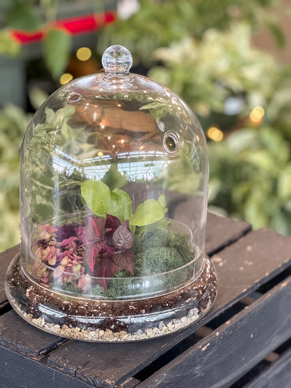 Terrarium under a glass dome on a wooden surface with a blurred green background