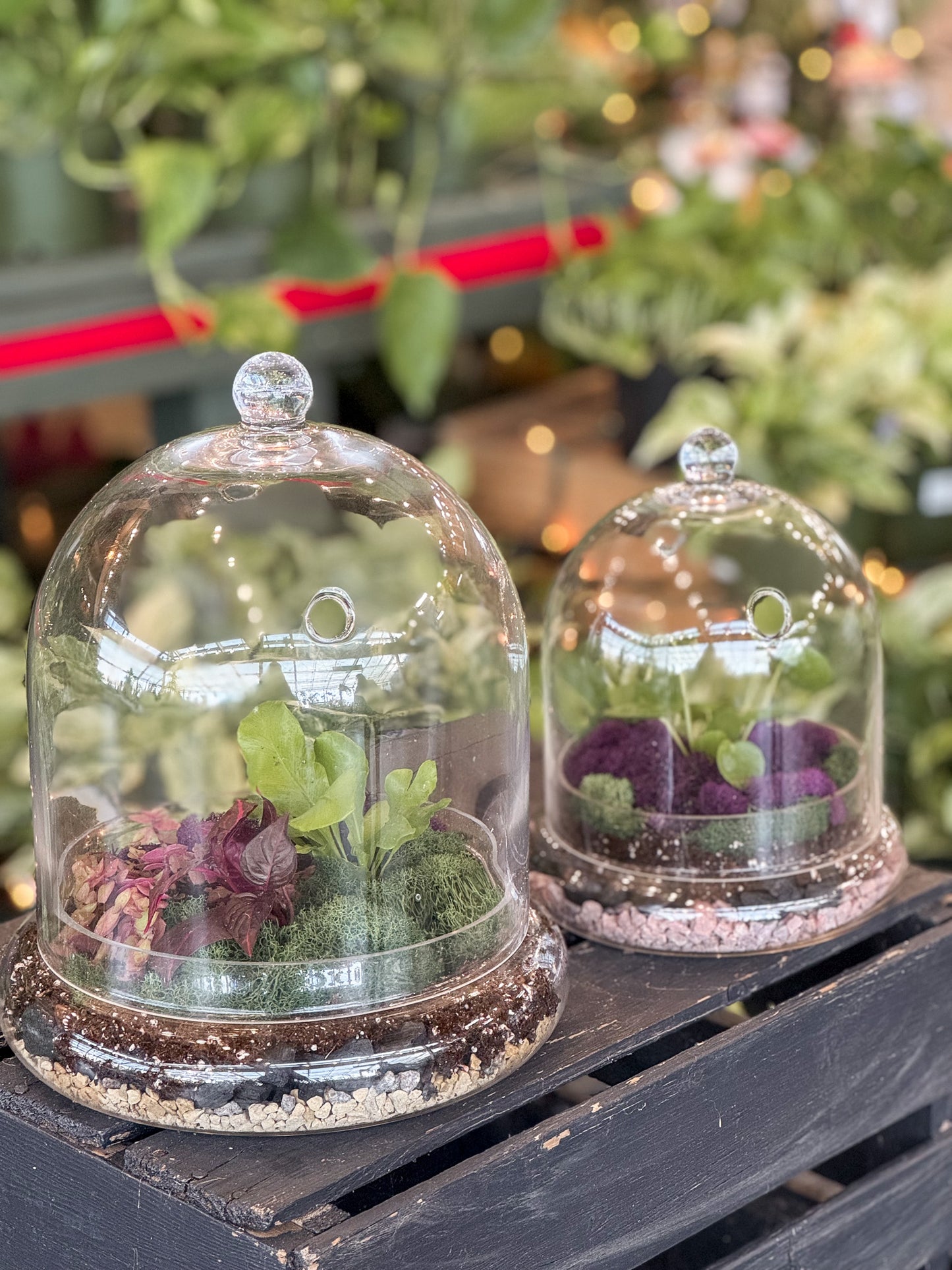 Two terrariums with glass domes on a wooden surface with blurred greenery in the background.