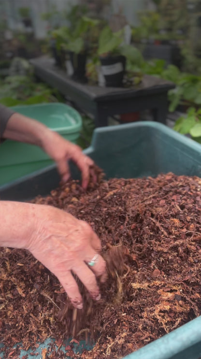 Workshop | Orchid Repotting