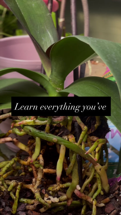 Workshop | Orchid Repotting