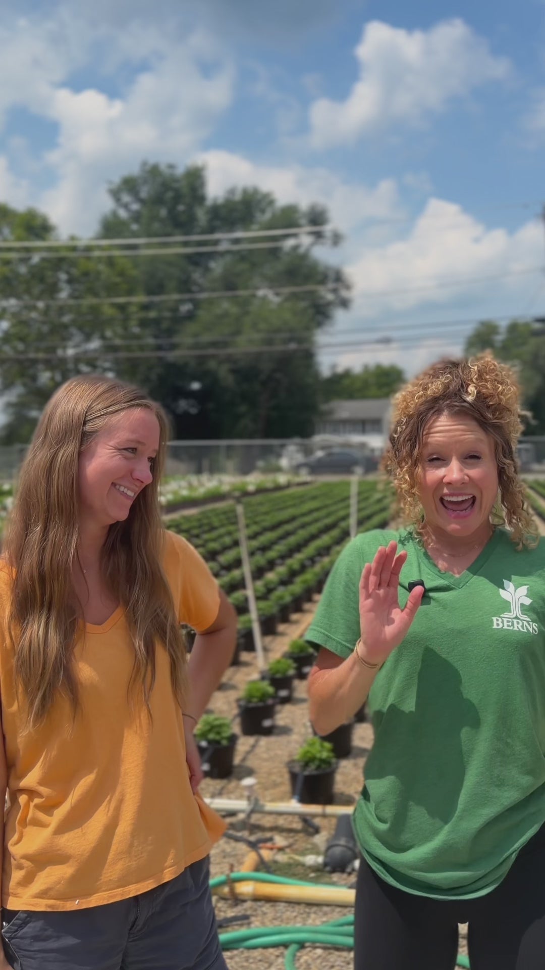 Load video: A video about how our production department grows over 14,000 mums in differing colors and bloom times for our customers.