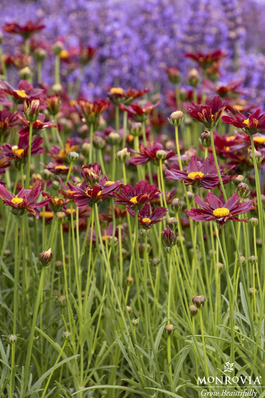 Coreopsis | Li'l Bang Tickseed | Red Elf - 1 Gallon