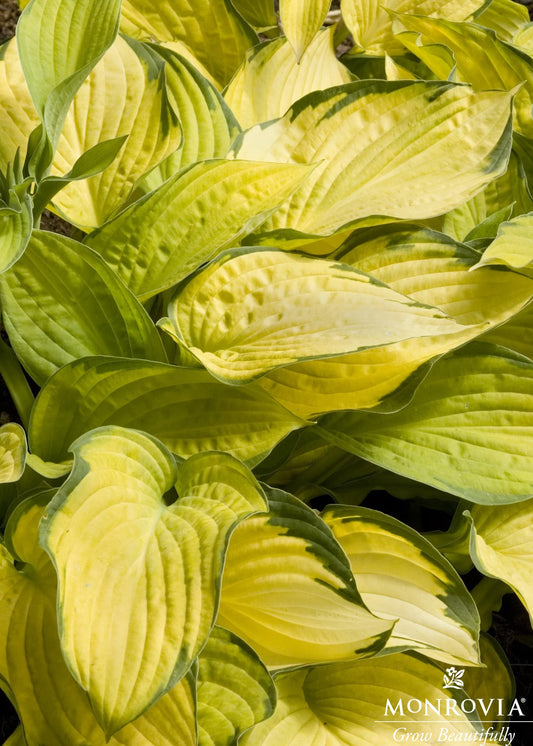 Hosta | Gold Standard Hosta - 1 Gallon