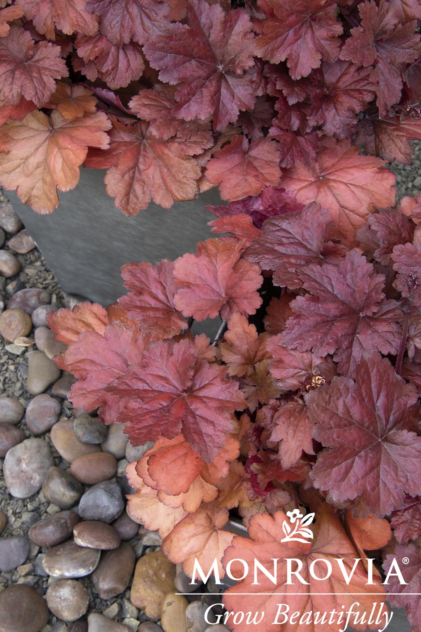 Heuchera | Forever Red Coral Bells - 1 Gallon