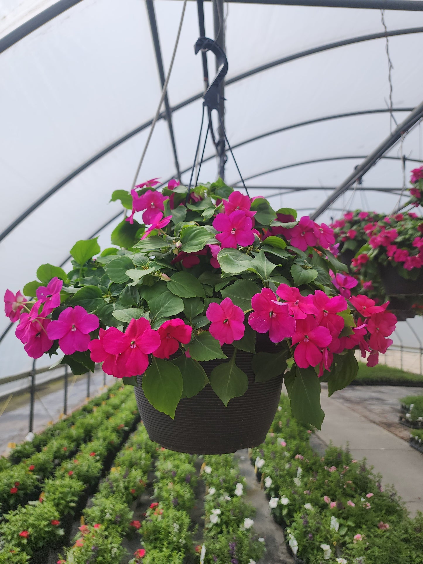 Impatiens | Beacon - Medium Hanging Basket