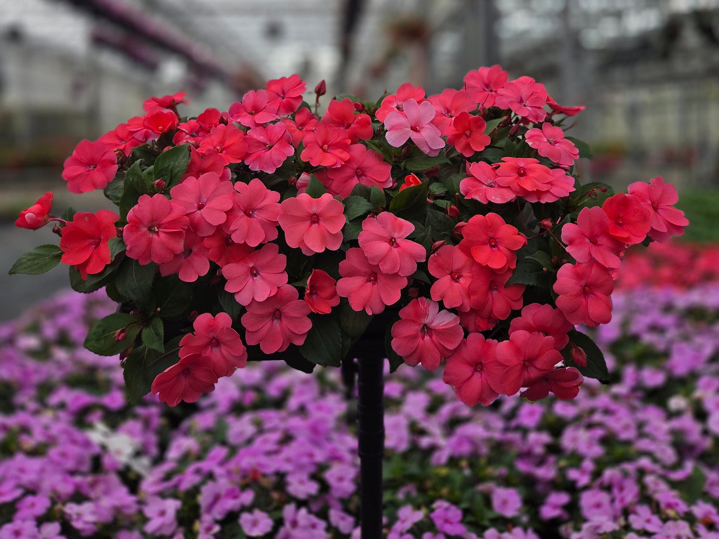 Impatiens | Solarscape - Promotional 4 Pack