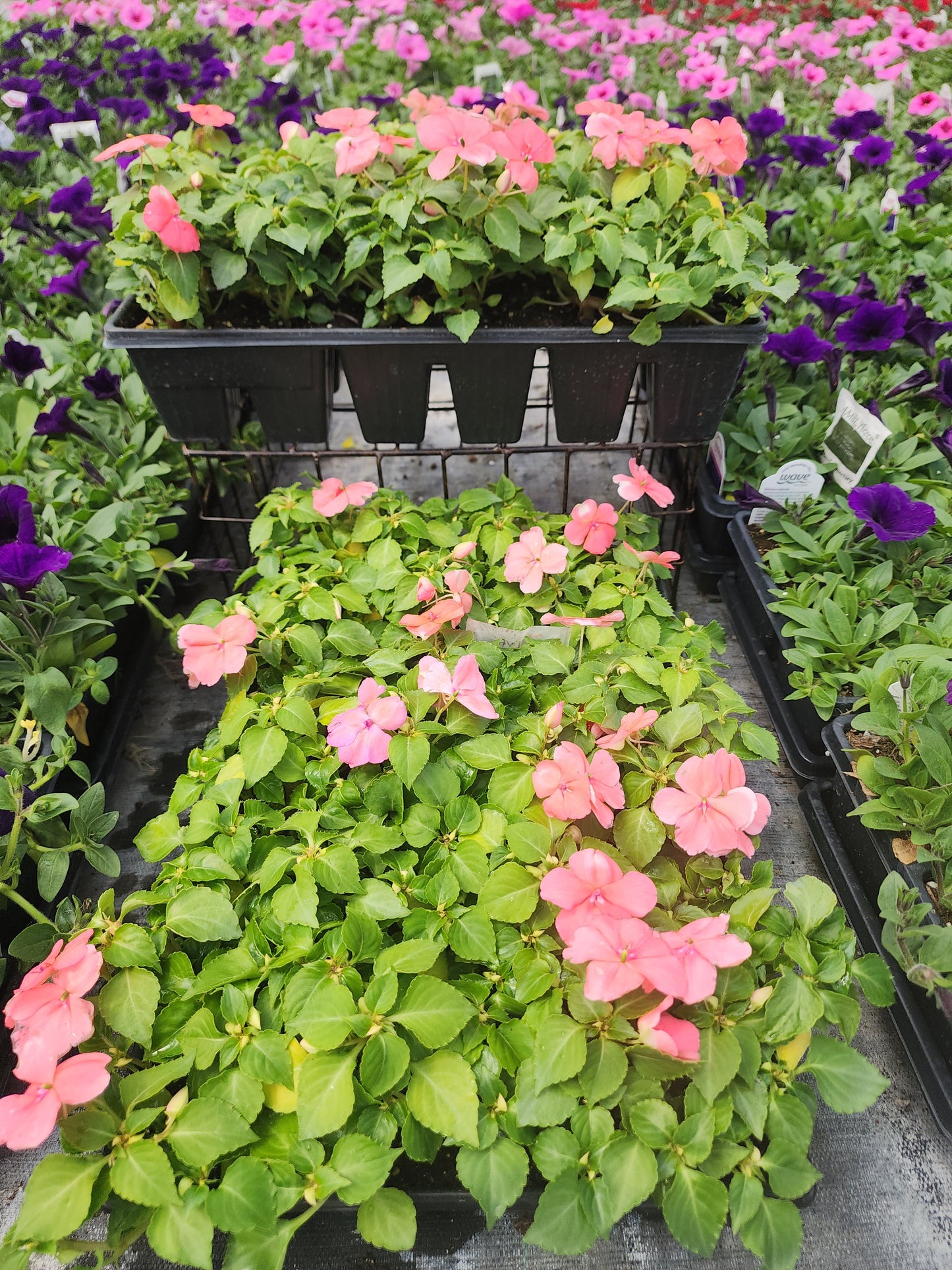 Impatiens | Beacon - 24 Pack