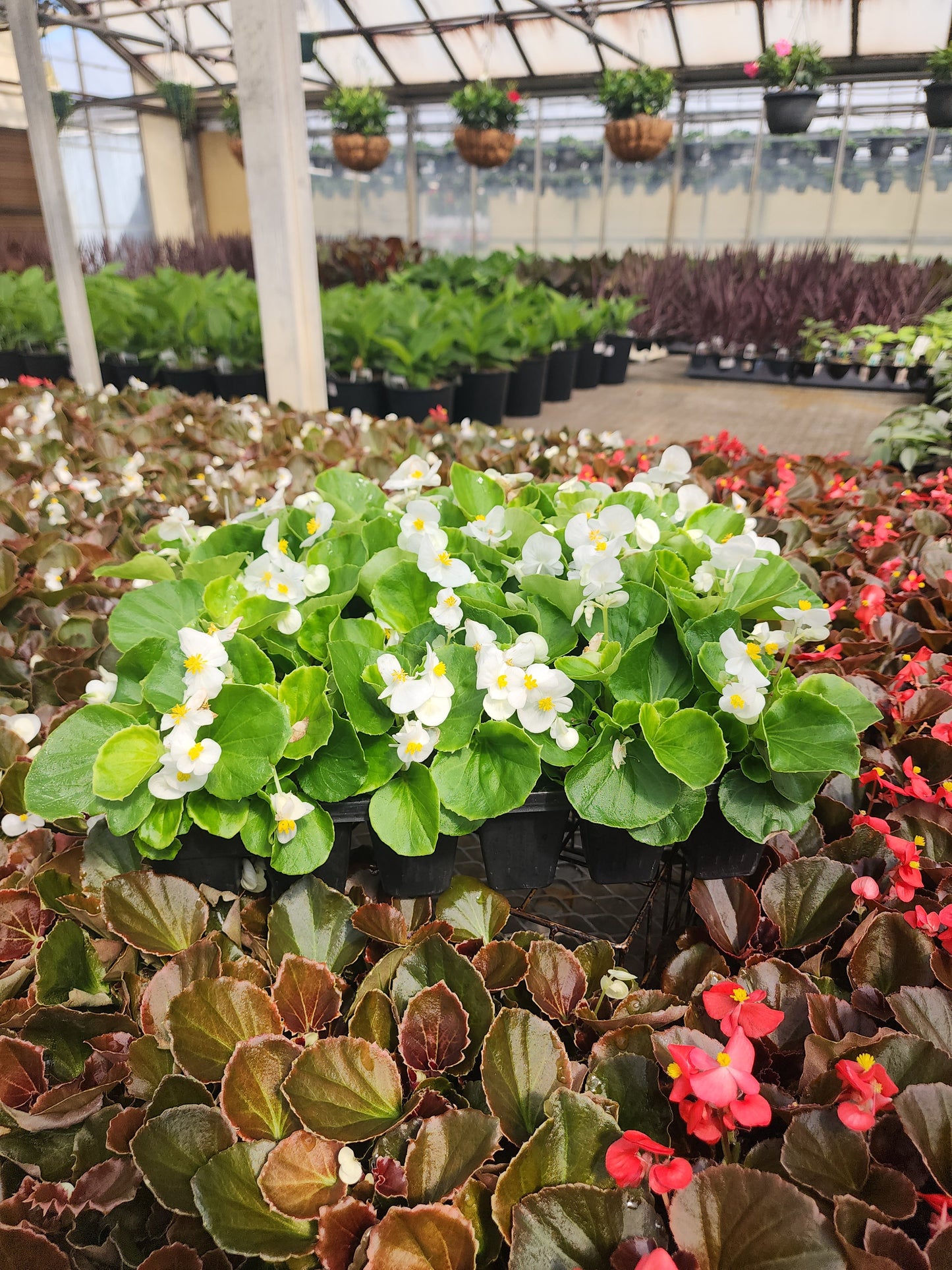 Begonia | Super Olympia - 24 Pack