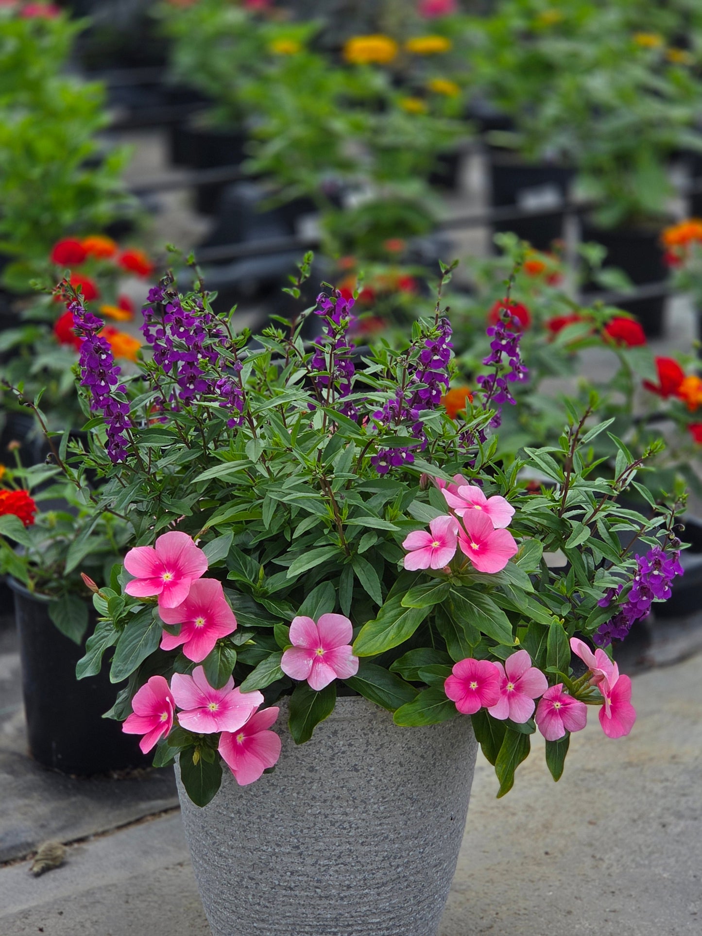 PatioTribute | Sunrise Salute - Small Patio Container