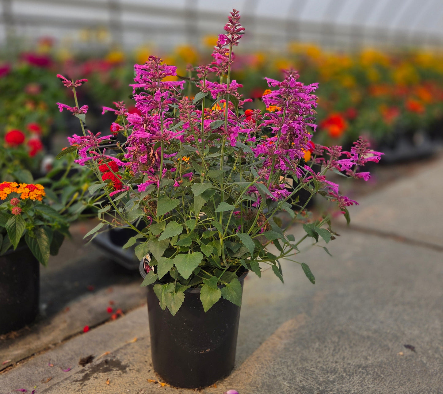 Agastache Pollinator Favorites | Summerlong - 1 Gallon