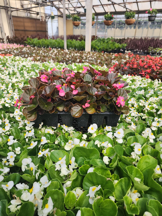 Begonia | Cocktail - 24 Pack