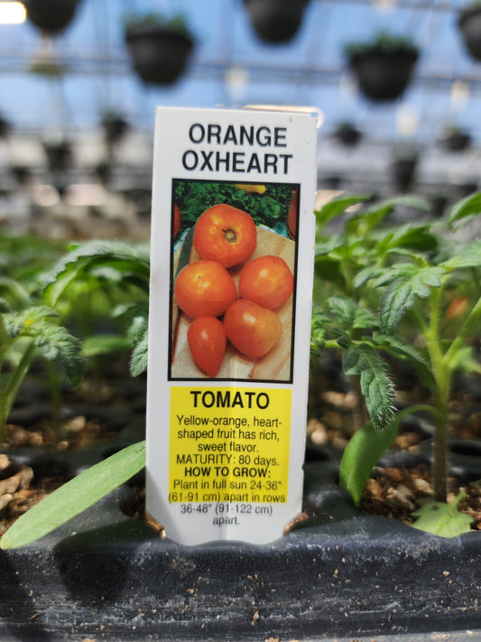 Tomato | Heriloom | Orange Oxheart - 1 Pint