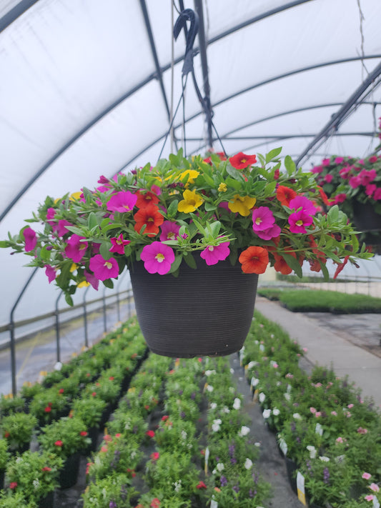 Calibrachoa | Fruit Cocktail - Medium Hanging Basket