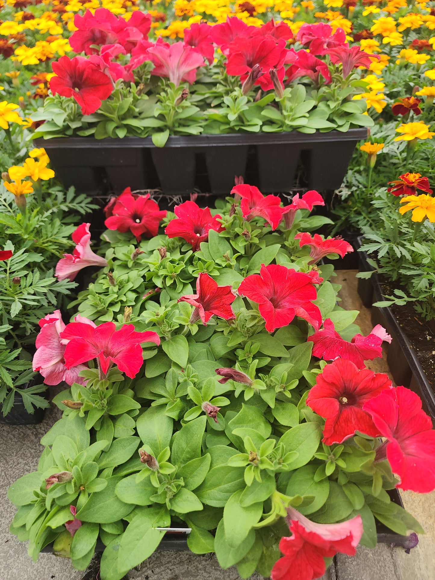 Petunia | 24 Count Petunias