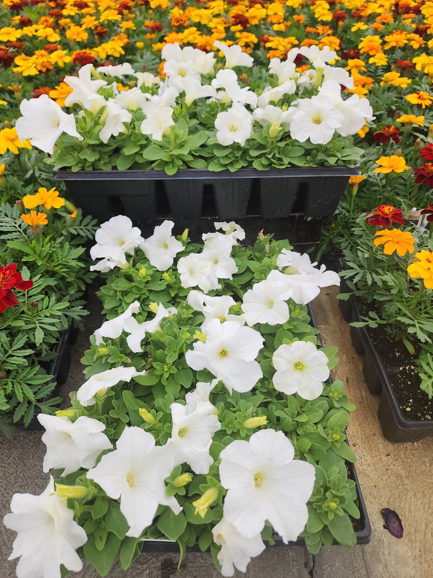 Petunia | Mounding Pretty Grand - 24 Pack