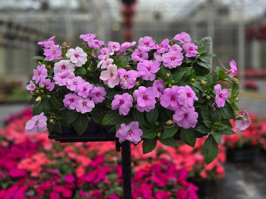 Impatiens | Solarscape - Promotional 4 Pack