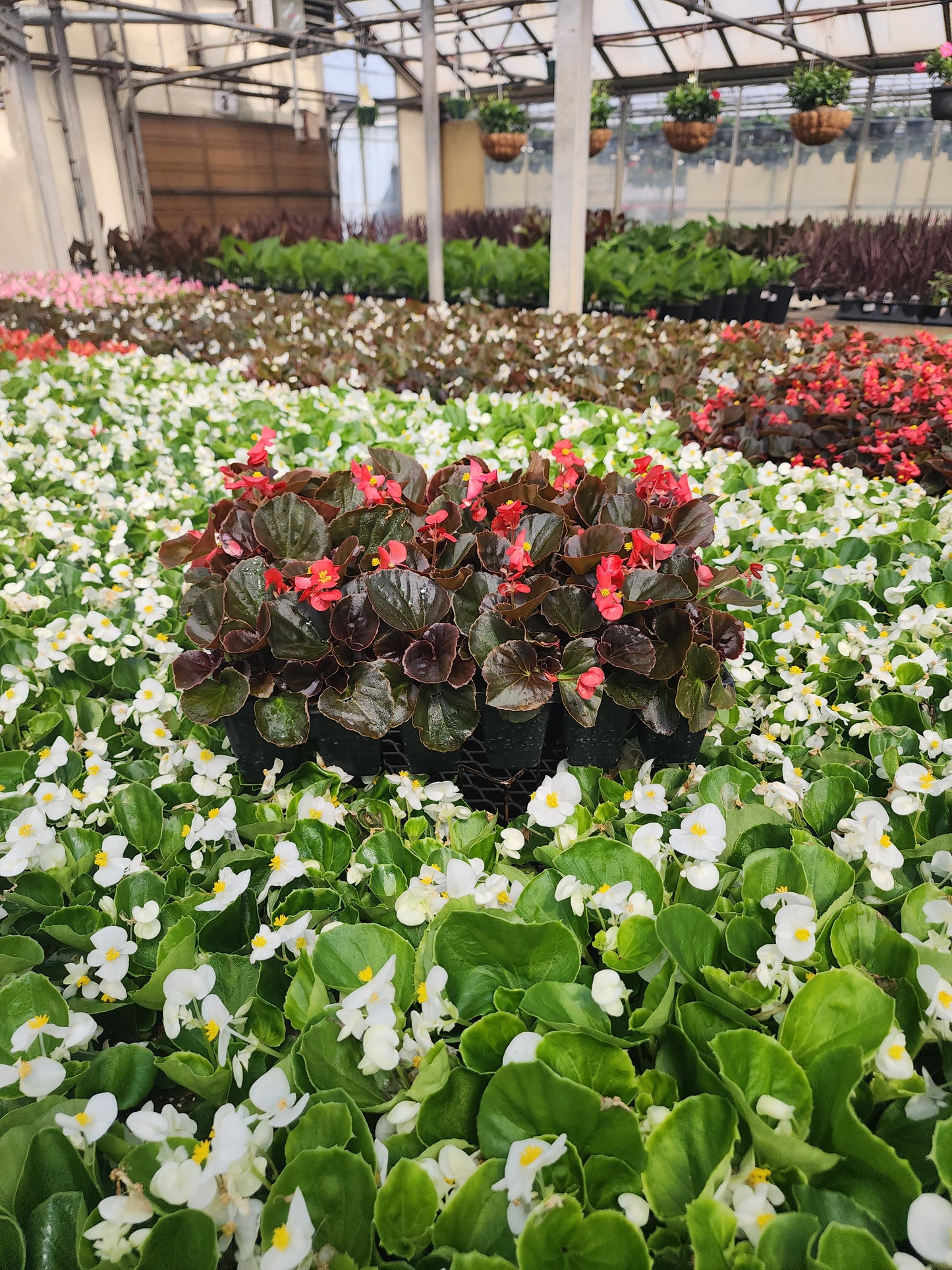 Begonia | Cocktail - 24 Pack