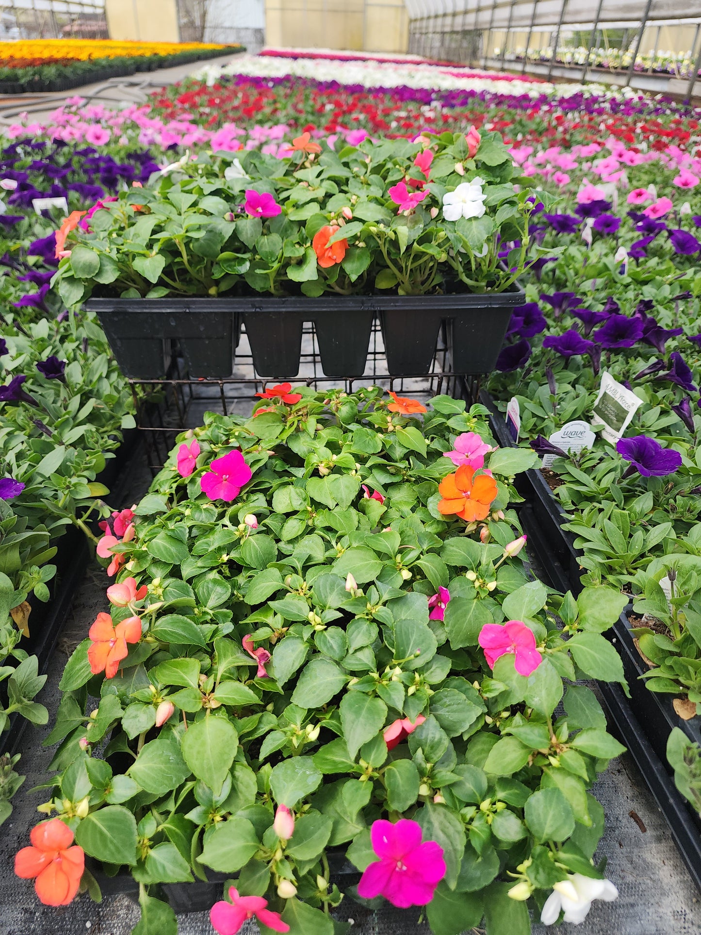 Impatiens | Beacon - 24 Pack
