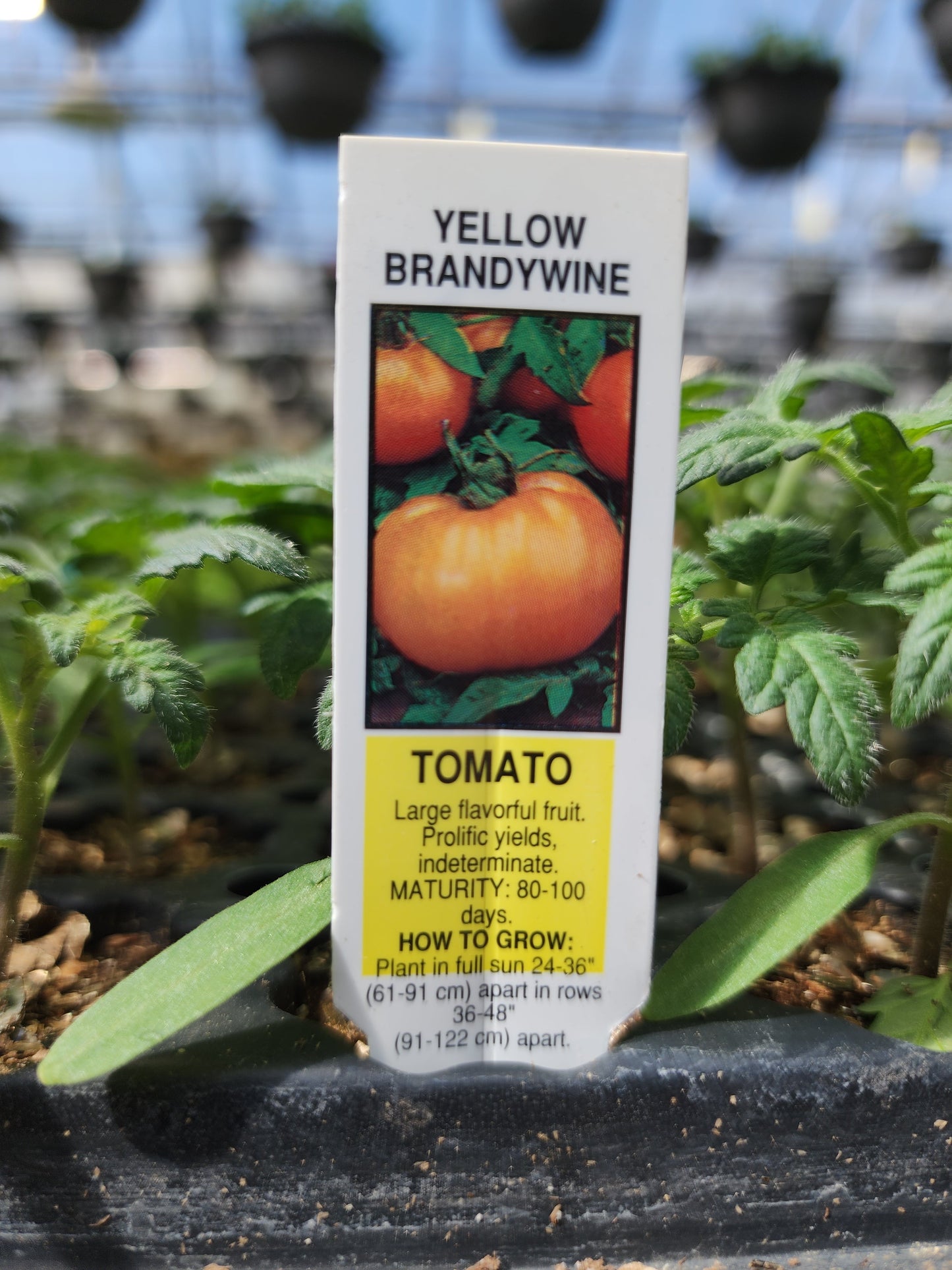 Tomato | Heirloom | Brandywine Yellow - 1 Pint