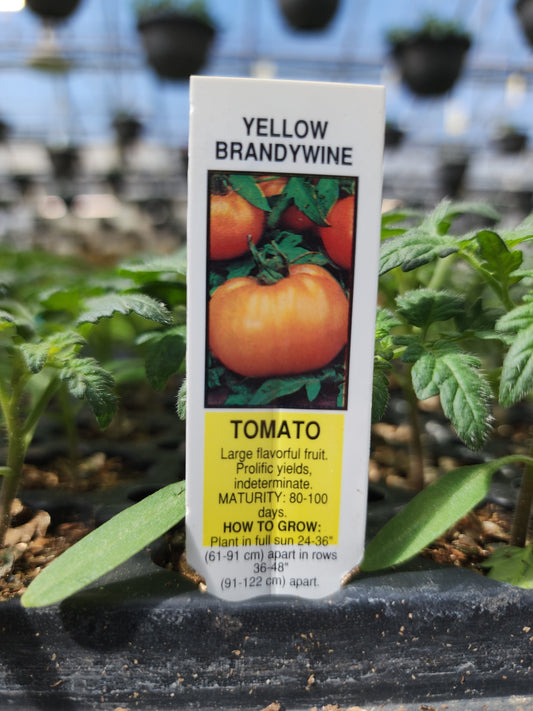 Tomato | Heriloom | Brandywine Yellow - 1 Pint