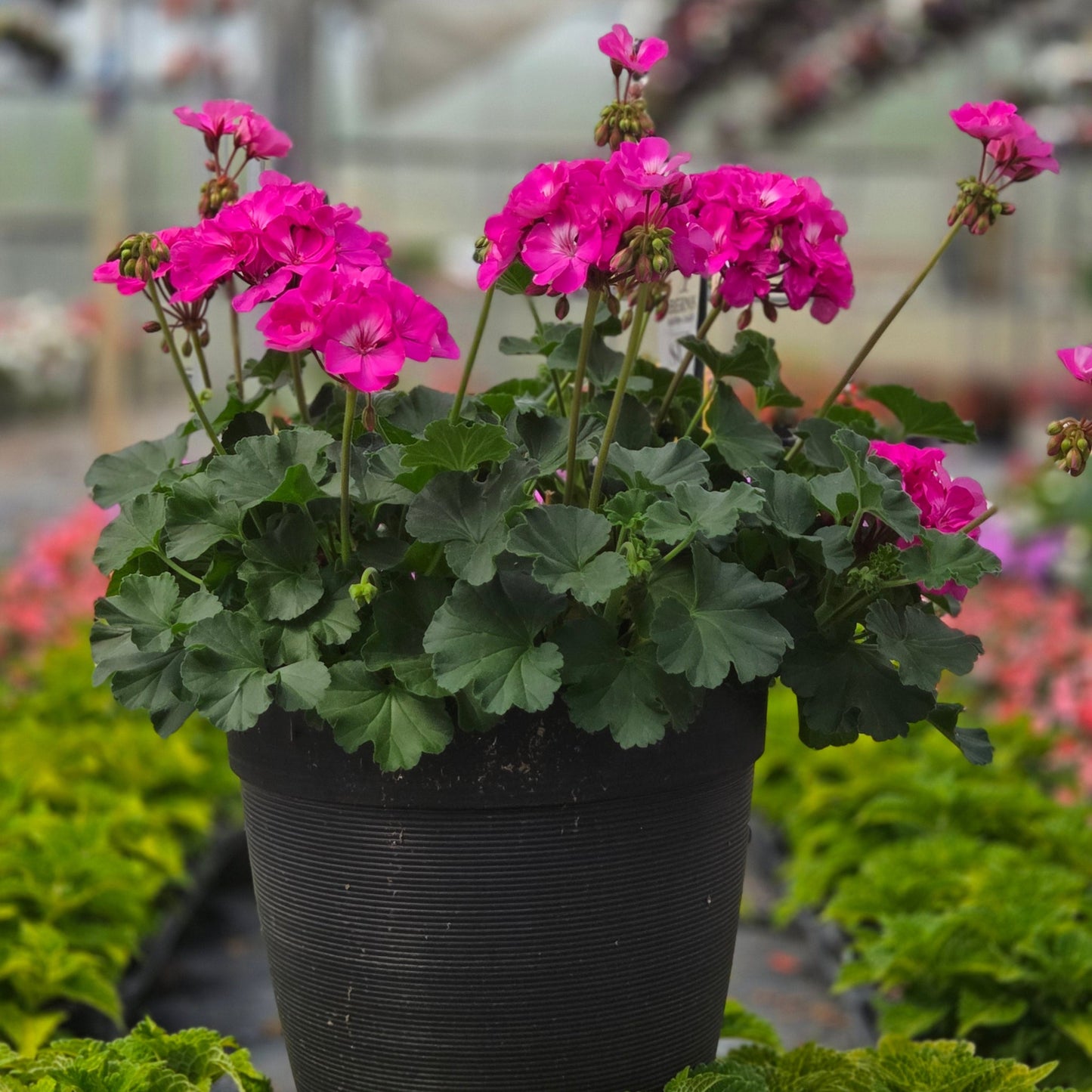 Geranium | Fantasia - Medium Patio Container